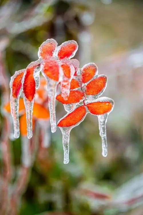 冬に最も耐寒性の高い植物トップ10は何ですか?